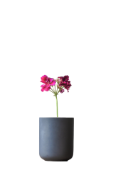 Im Shopadmin per Mausklick Bildhintergrund entfernen, Abbildung einer Pflanze ohne Hintergrund