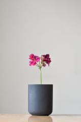 Im Shopadmin per Mausklick Bildhintergrund entfernen, Abbildung einer Pflanze mit Hintergrund